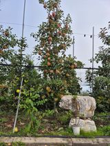 팜모닝 사과·영농일지 게시글 이미지