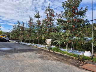 곰배령 사과 농원님의 사과 · 영농일지 작성글 사진