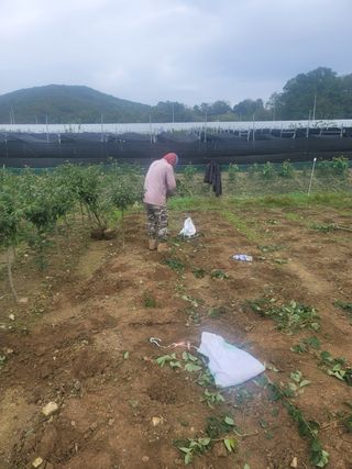 일심묘목농원님의 자유주제 · 자유게시판 작성글 사진