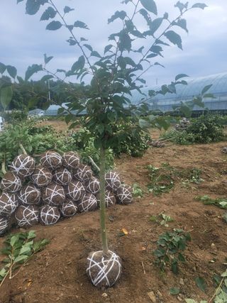 일심묘목농원님의 자유주제 · 자유게시판 작성글 사진