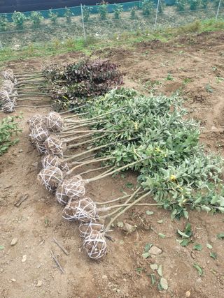 일심묘목농원님의 자유주제 · 자유게시판 작성글 사진