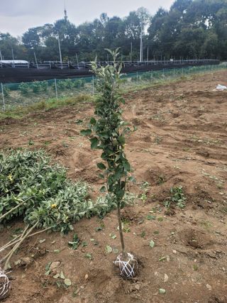 일심묘목농원님의 자유주제 · 자유게시판 작성글 사진