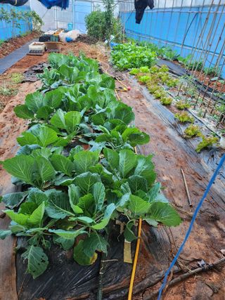 ok 체험학습농원님의 자유주제 · 자유게시판 작성글 사진