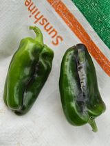 팜모닝 고추·병해충상담 게시글 이미지