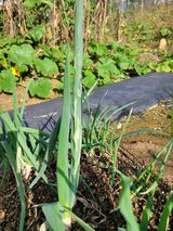 팜모닝 농사, 무엇이든 물어보세요!·참여글 게시글 이미지