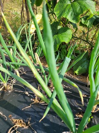 이상열님의 농사, 무엇이든 물어보세요! · 참여글 작성글 사진