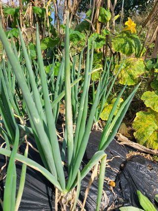 이상열님의 농사, 무엇이든 물어보세요! · 참여글 작성글 사진