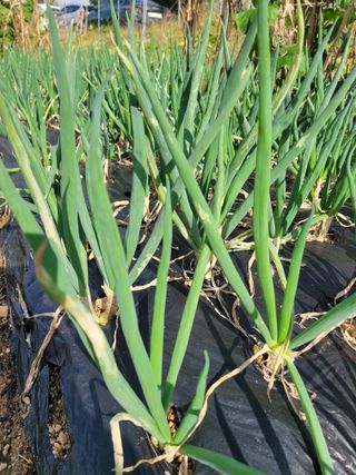 이상열님의 농사, 무엇이든 물어보세요! · 참여글 작성글 사진