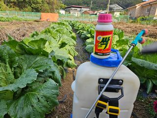 경달현님의 배추 · 영농일지 작성글 사진