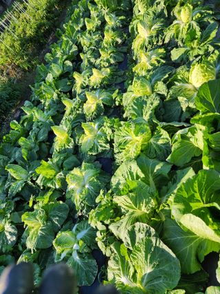오이9280님의 배추 · 병해충상담 작성글 사진