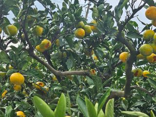 시금치14701님의 귤 · 영농일지 작성글 사진