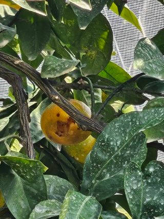 시금치14701님의 귤 · 영농일지 작성글 사진