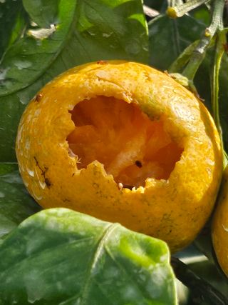 시금치14701님의 귤 · 영농일지 작성글 사진