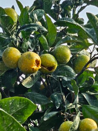 시금치14701님의 귤 · 영농일지 작성글 사진