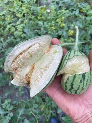 김치산님의 기타작물 · 병해충상담 작성글 사진