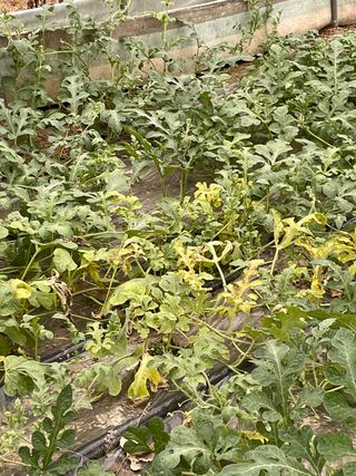 김치산님의 기타작물 · 병해충상담 작성글 사진