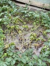 팜모닝 기타작물·병해충상담 게시글 이미지