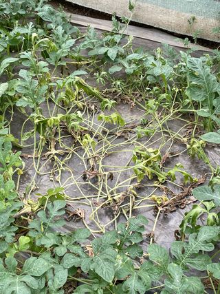 김치산님의 기타작물 · 병해충상담 작성글 사진