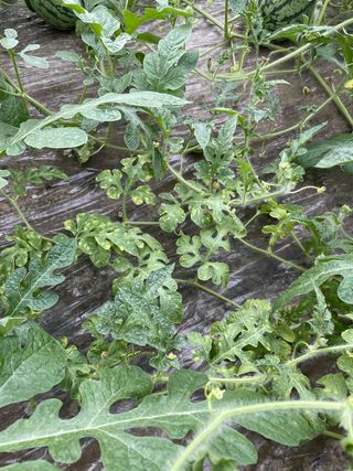 김치산님의 기타작물 · 병해충상담 작성글 사진