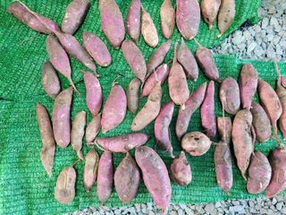 호박17818님의 고구마 · 영농일지 작성글 사진