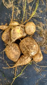 팜모닝 자유주제·자유게시판 게시글 이미지