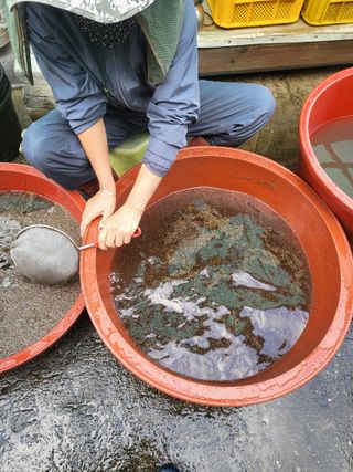 이상욱님의 들깨 · 영농일지 작성글 사진