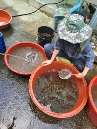 이상욱님의 들깨 · 영농일지 작성글 사진