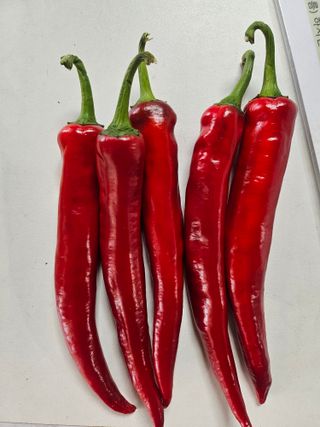 대산농사대장님의 고추 · 품종•종자 작성글 사진