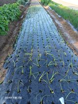 팜모닝 양파·영농일지 게시글 이미지