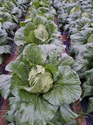 권병☆님의 배추 · 영농일지 작성글 사진