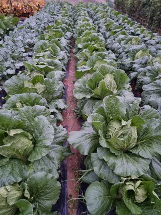 권병☆님의 배추 · 영농일지 작성글 사진