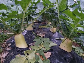 권병☆님의 배추 · 영농일지 작성글 사진