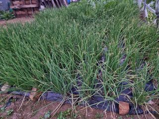 권병☆님의 배추 · 영농일지 작성글 사진