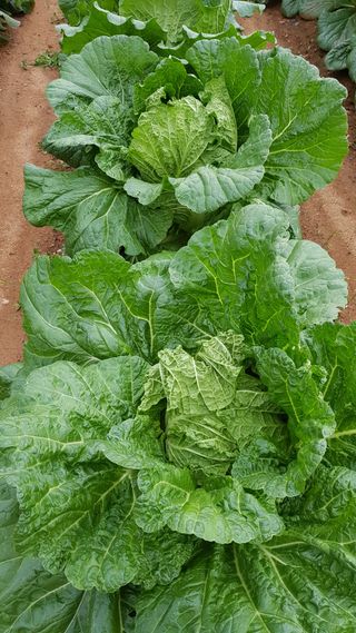 써니님의 배추 · 영농일지 작성글 사진