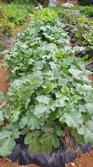 써니님의 배추 · 영농일지 작성글 사진