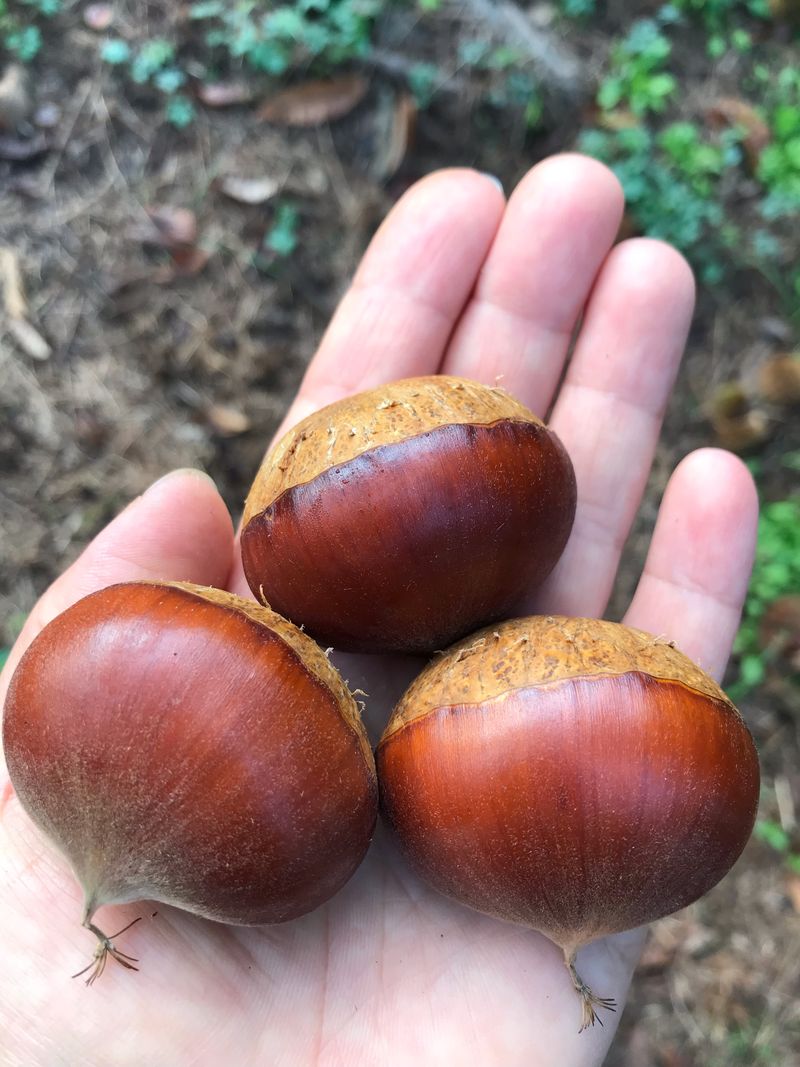 신연희님의 장터 판매 상품 [[판매완료] 고소하고 당도 높은 토종밤 4Kg] 첨부 사진