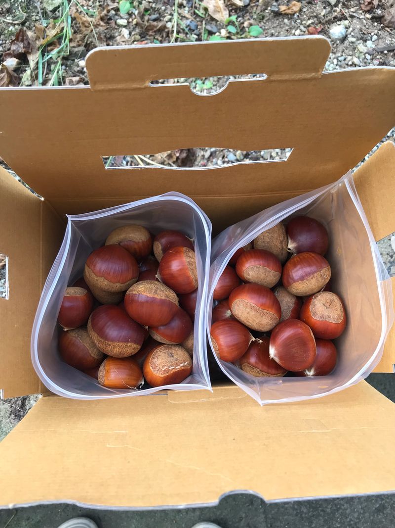 신연희님의 장터 판매 상품 [[판매완료] 고소하고 당도 높은 토종밤 4Kg] 첨부 사진