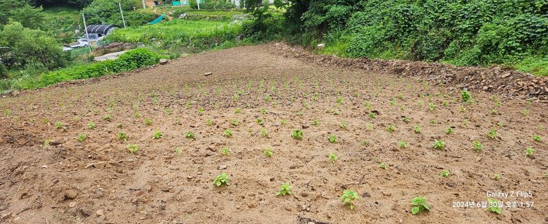 장두원님의 장터 판매 상품 [강원도 들깨 5키로] 첨부 사진