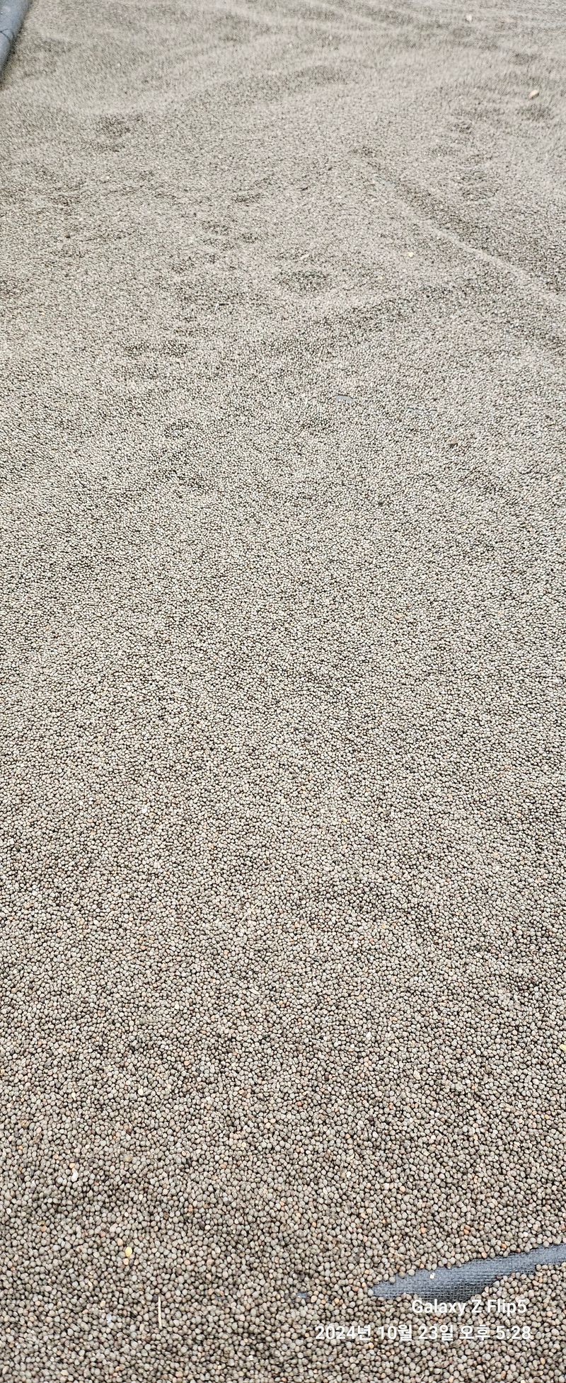 장두원님의 장터 판매 상품 [강원도 들깨 5키로] 첨부 사진