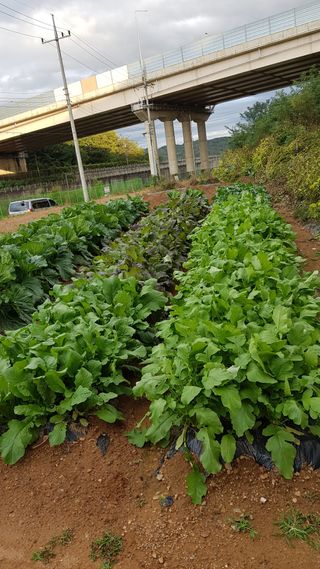 써니님의 기타작물 · 영농일지 작성글 사진