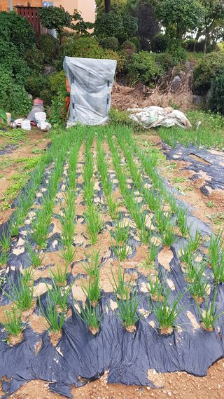 써니님의 파 · 영농일지 작성글 사진