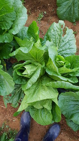 써니님의 배추 · 병해충상담 작성글 사진