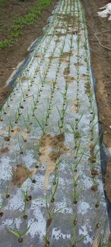 팜모닝 · 게시글 이미지