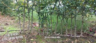 우포로찐님의 작성글 사진