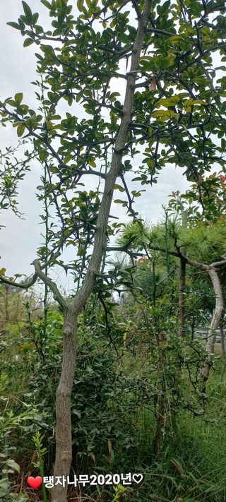 우포로찐님의 작성글 사진