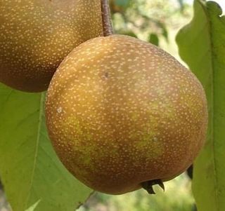 일심묘목농원님의 작성글 사진