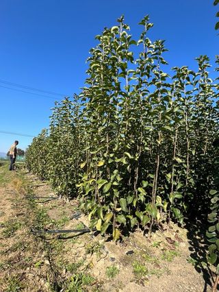 일심묘목농원님의 작성글 사진