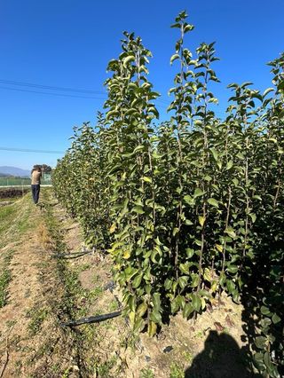 일심묘목농원님의 작성글 사진