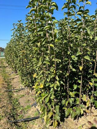 일심묘목농원님의 작성글 사진