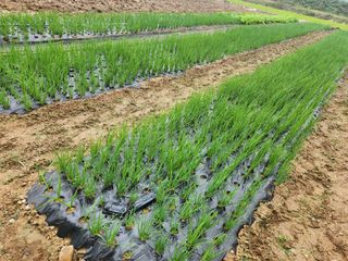 갑돌이님의 자유주제 · 자유게시판 작성글 사진